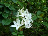 <i>arborescens</i>