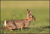 *** Wild Rabbits ***