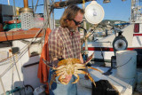 Dungeness Crab, its a big one!