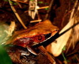 malabar_leaf_frog