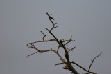 Crow and an Egret