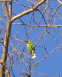leaf bird