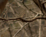 Common wood shrike