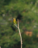 Blue tailed bee-eater