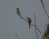 Blue tailed bee-eater