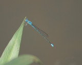 Blue glass dartlet (Damselfly)