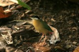 Indian Pitta (Navrang)