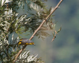 Scarlet  Minivet