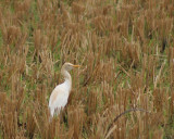 Egret In breeding Plumage