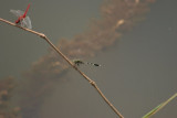 Slender Skimmer (Bottom one)