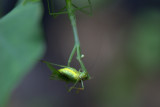 Mantis with it prey