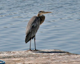 Great Blue Heron.jpg