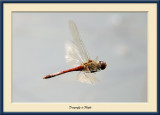 Dragon fly in flight