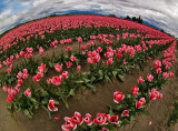 Tulip Town 17