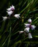 Harebells herald in the Spring