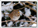 Fox Sparrow in snow.