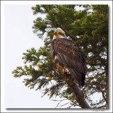 Young 3 or 4 year old Bald Eagle,
