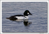 Common Goldeneye