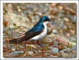 Tree Swallow