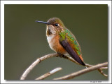 Rufous Hummingbird - Female -