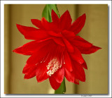 Epiphyllum