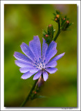 Common Chicory.