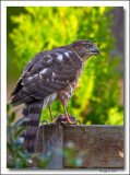 Juvenile Sharp-Shinned hawk with supper.