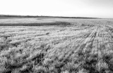 Early Wheat Field - IR.jpg