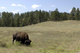 Buffalo at Custer