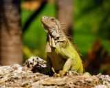 Iguana