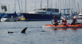 kayaking with sea lions