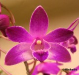 104_0403 Orchide_PB.jpg