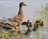 IMG_3175_1Famille de colvertsBP.jpg