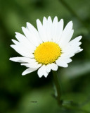 IMG_5632_2 Marguerite PB.jpg