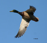 IMG_4872_Colvert PB.jpg