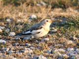 IMG_3801_Bruant des neiges PB.jpg