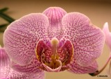 0014 Mon orchide PB.jpg