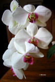 .0019 Mes orchides PB.jpg
