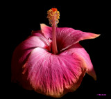 IMG_5877_Hibiscus PB.jpg