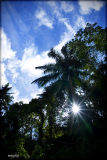 Trees.jpg