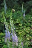 BeeVeronica7204w.jpg