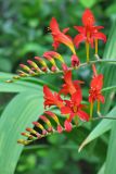 Crocosmia7169w.jpg