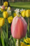 Tulip5453w.jpg