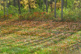 EvaLeaves9831w.jpg