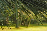 Pine Tears