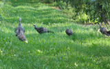 Turkeys