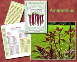 Amaranthus