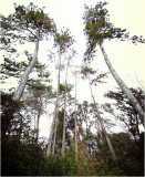PAD 2007/04 - Trees