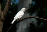 Bird in Key West