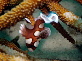 Juvenile Harlequin Fish